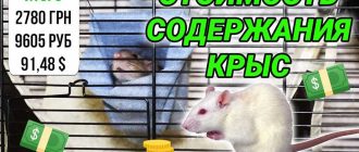 Сколько стоит завести крысу?