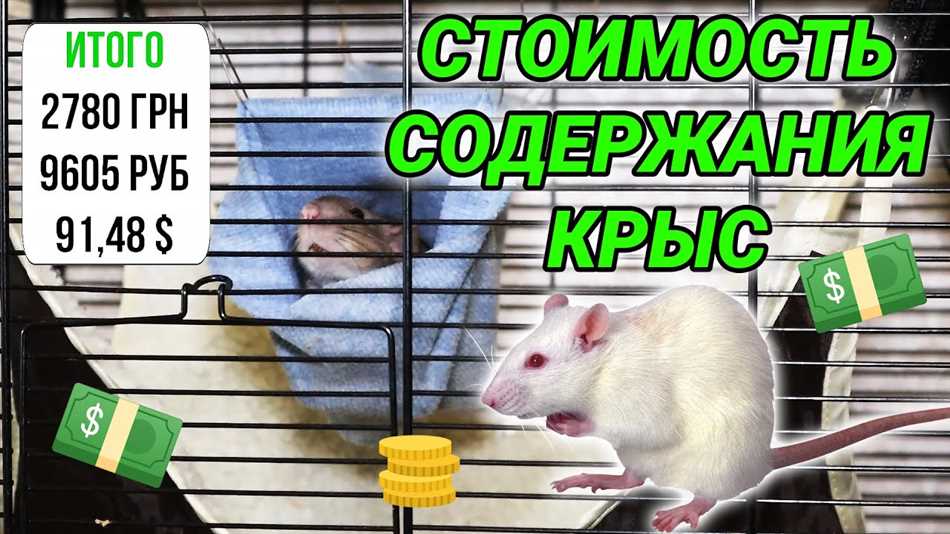 Сколько стоит завести крысу?