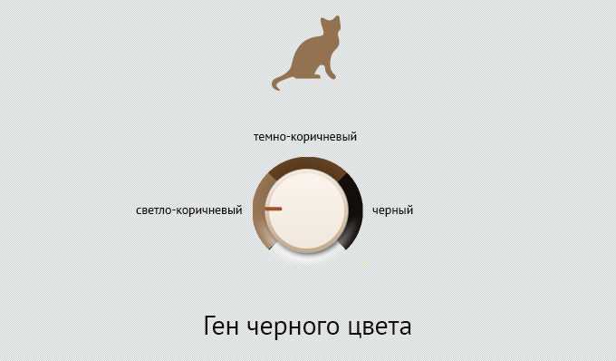 Сколько цветов у кота?