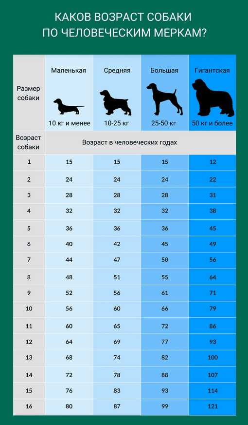 Как определить возраст хаски по человеческим годам?