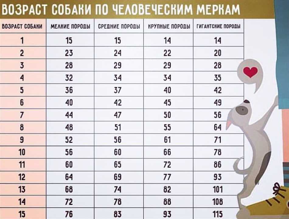 Сколько в среднем живут собаки?