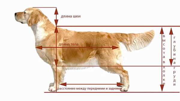 Как изменяется вес лабрадора от месяца к месяцу?