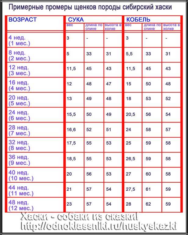 Сколько весит щенок хаски в 2 месяца таблица?