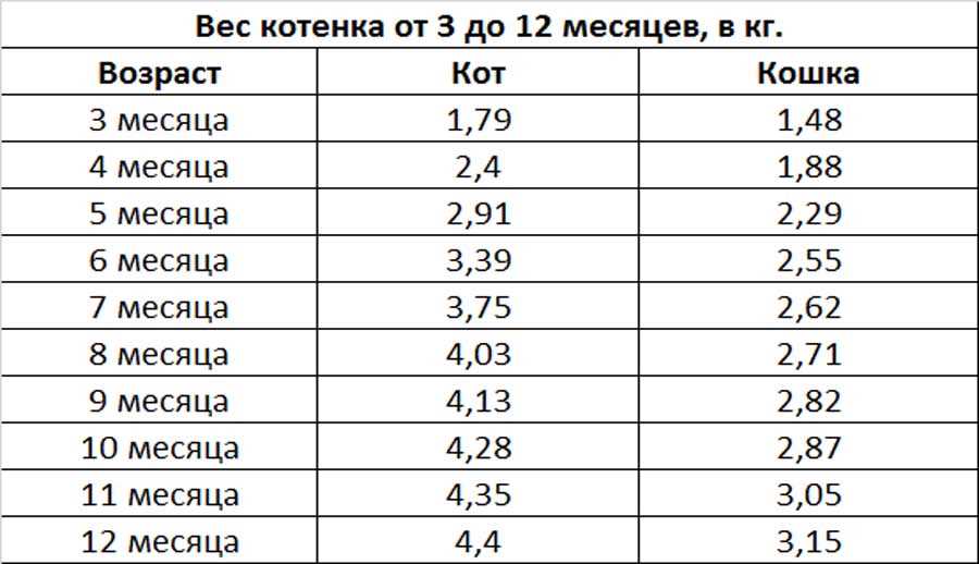 Факторы, влияющие на вес тайской кошки в 6 месяцев