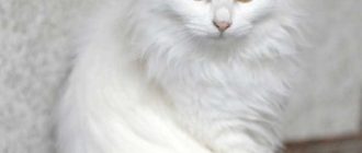 Сколько весит взрослая ангорская кошка?