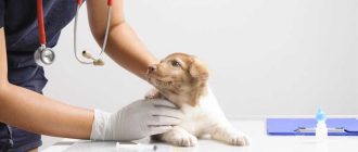 Сколько времени может рассасываться прививка у щенка?