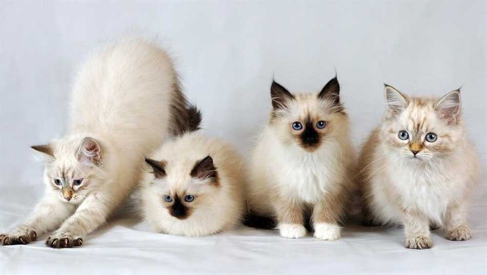 Сколько живёт Невская маскарадная кошка в домашних условиях?