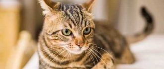 Сколько живут бенгальские кошки в домашних условиях?