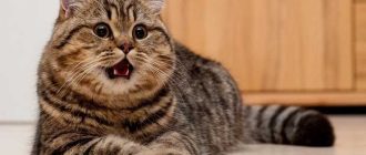Сколько живут британские кошки стерилизованные вислоухие в домашних?
