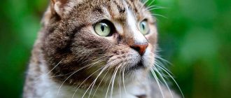 Сколько живут дворовые кошки в домашних условиях?
