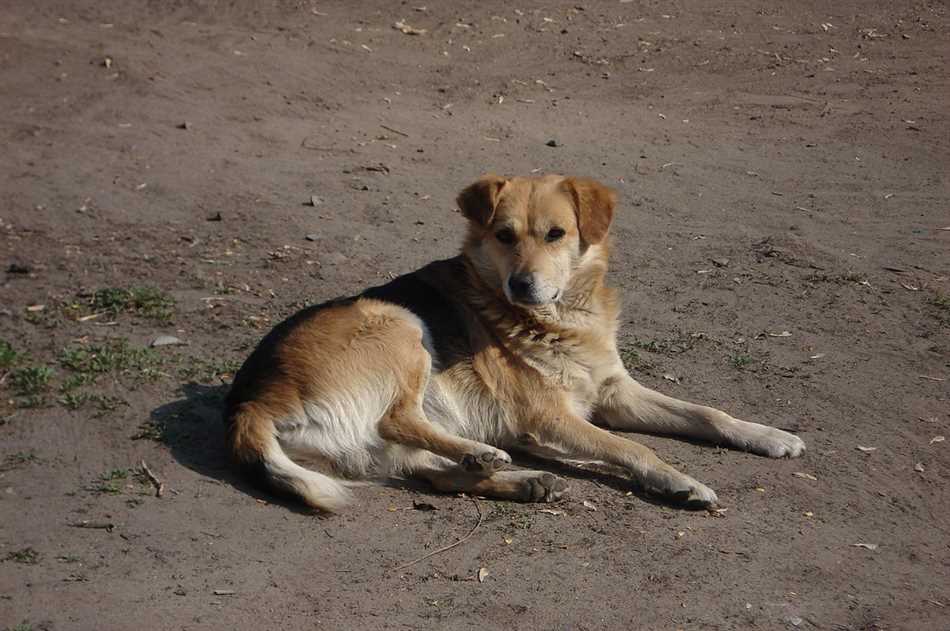 Средняя продолжительность жизни дворовых собак