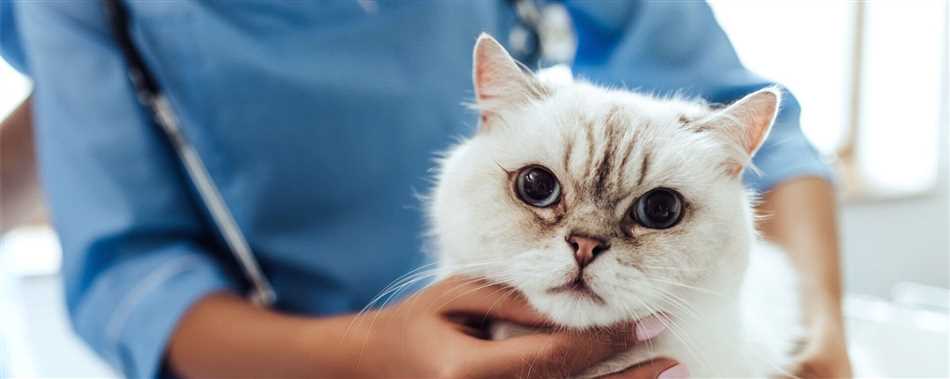 Влияние кастрации на продолжительность жизни кошек