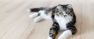 Сколько живут кошки домашние стерилизованные?