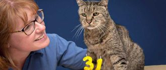 Сколько живут кошки в домашних условиях стерилизованные породистые?