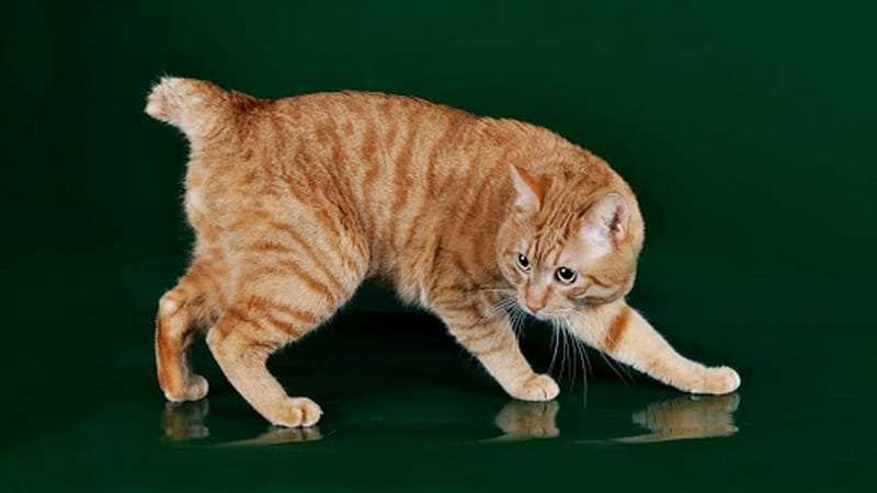 Курильские бобтейлы: средняя продолжительность жизни стерилизованных кошек в домашних условиях