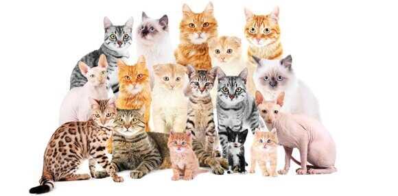 Сколько живут разные породы кошек?