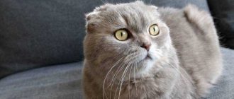 Сколько живут шотландские вислоухие коты в домашних условиях?