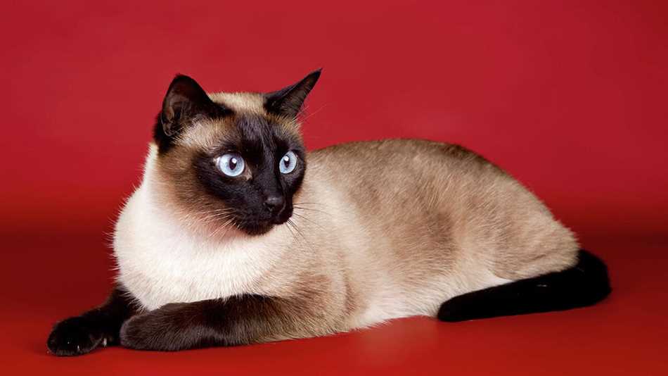 Сколько живут сиамские кошки в домашних условиях стерилизованные?