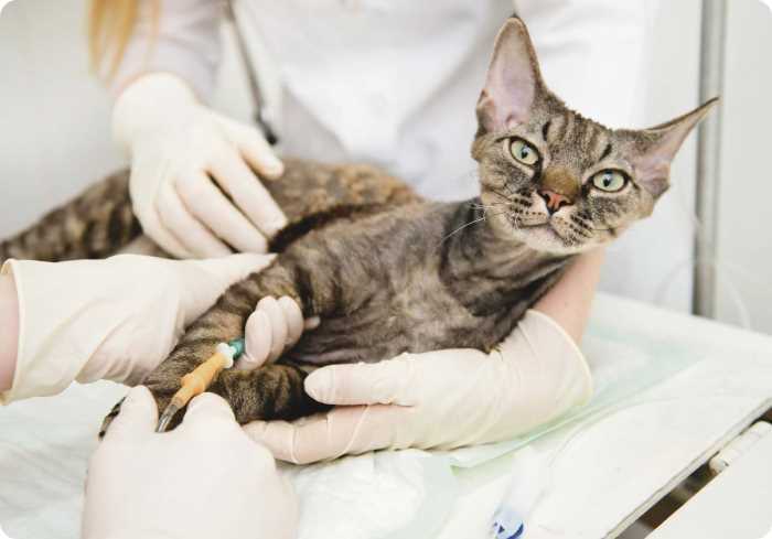 Сколько живут стерилизованные кошки?