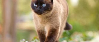 Сколько живут тайские кошки в домашних условиях?