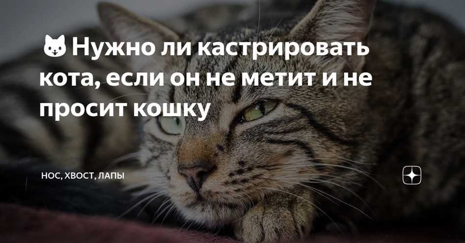 Преимущества кастрации кота, даже если он не метит