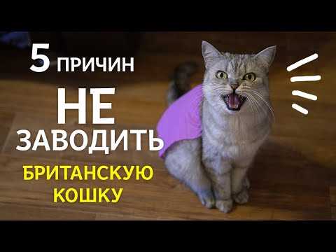 Стоит ли заводить британскую кошку?