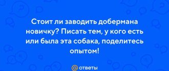 Стоит ли заводить добермана новичку?