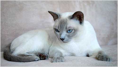 Происхождение и история породы Тонкинская кошка