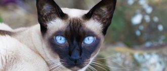 Тонкинская кошка - описание породы, вопросы про Тонкинских кошек.