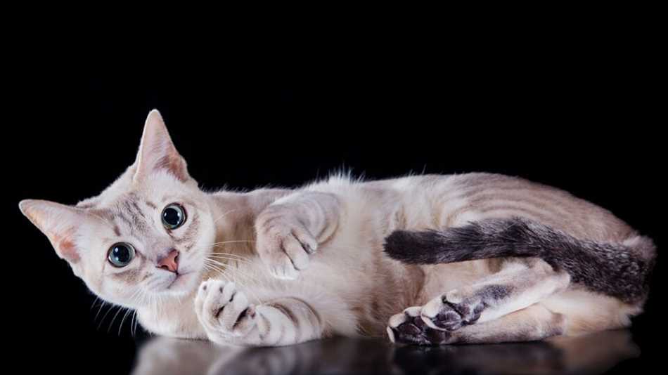 Тонкинская кошка: описание породы и ее особенности