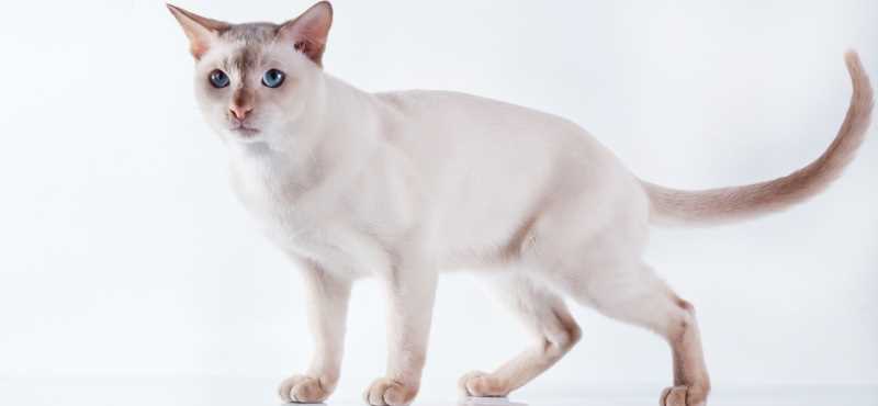 Какие есть разновидности Тонкинских кошек?