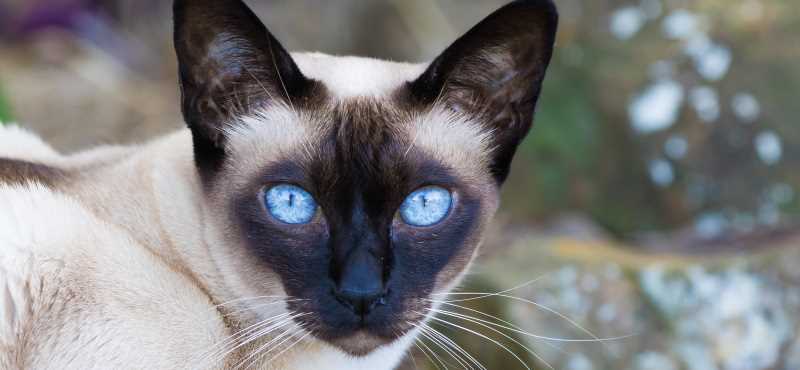 Тонкинская кошка - описание породы, вопросы про Тонкинских кошек.