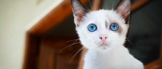 У каких пород кошек голубые глаза?