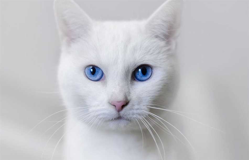 Сиамская кошка: обладатели голубых глаз