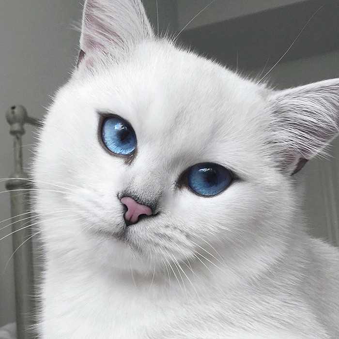 Корниш-рекс: порода кошек с голубыми глазами