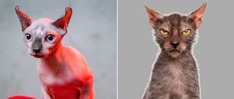 У каких пород кошек красные?