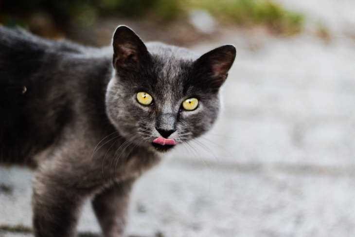 Причина цвета глаз у кошек