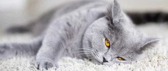 У каких пород кошек желтые глаза?