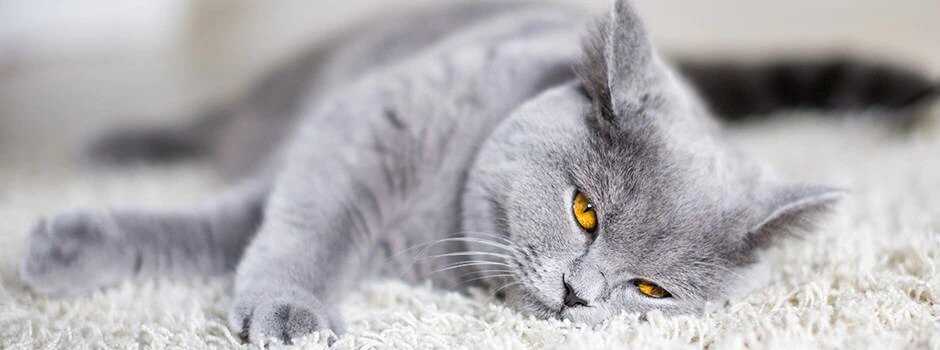 У каких пород кошек желтые глаза?