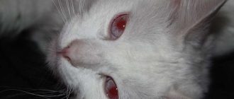 У какой породы кошек красные глаза?
