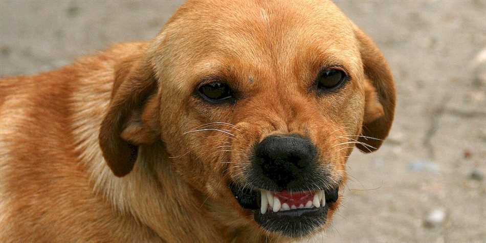 У какой породы собак отсутствует ген агрессии?