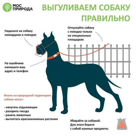 Как выбрать правильную прогулку для собаки