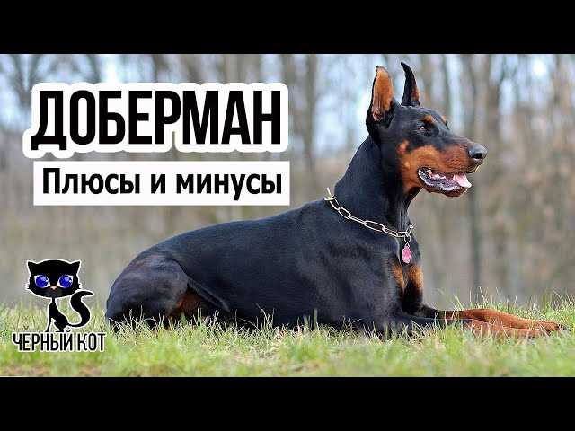 В чем минусы добермана?