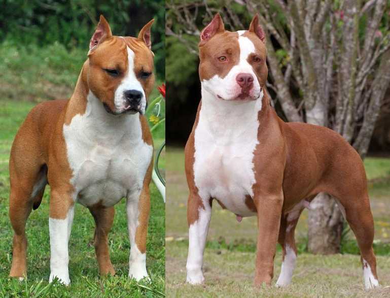 Американский стаффордширский терьер (AmStaff)