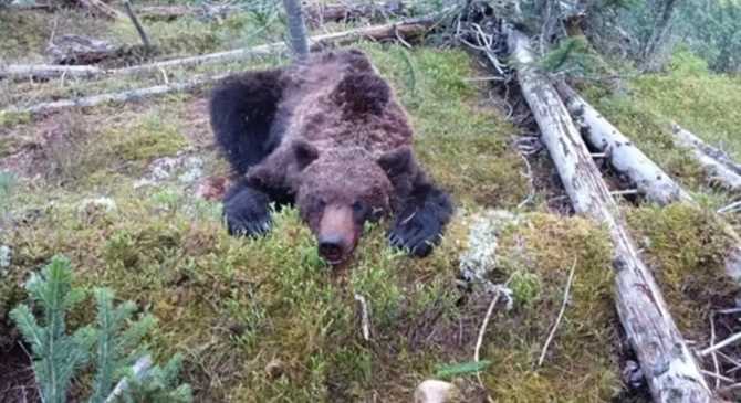 В каких случаях нападает медведь?