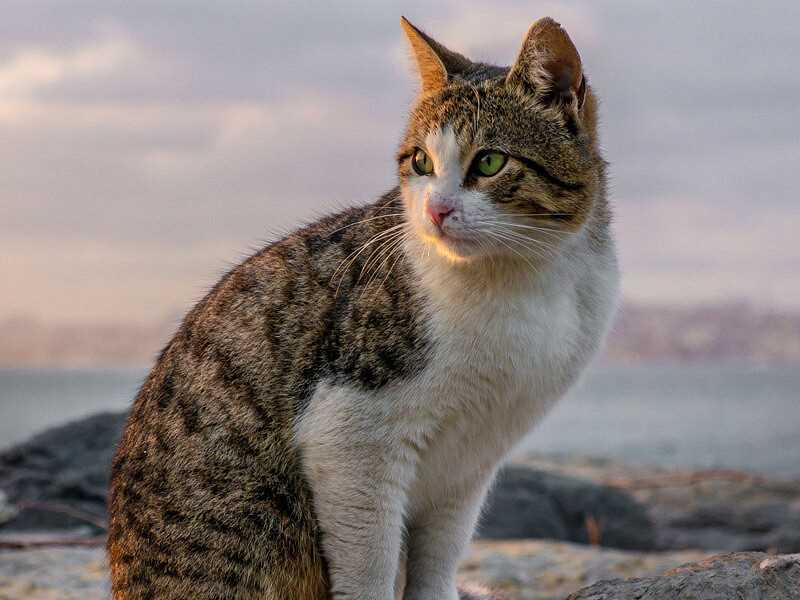 Соединенное Королевство: британская любовь к кошкам