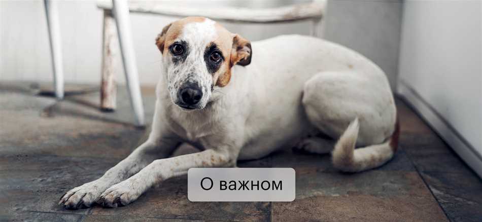 В каких странах запрещено иметь собак?