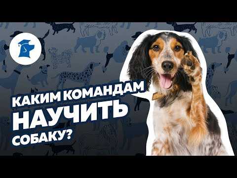 Почему важно учить собаку командам?