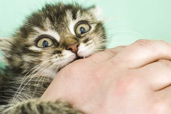 В каком возрасте котята перестают беситься и кусаться?