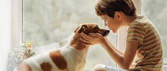 В каком возрасте лучше заводить щенка ребёнку: советы и рекомендации